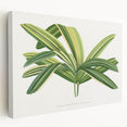 Romantic Art Prints: Broadleaf Lady Palm Botanical Illustration