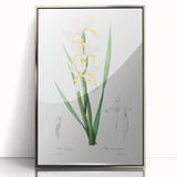 Neoclassical Art Print of Gold-banded Iris by Redouté - Botanical Decor