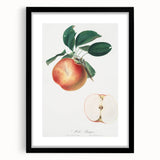 Romantic Art Prints: Apple Illustration from Pomona Italiana