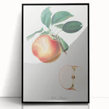 Romantic Art Prints: Apple Illustration from Pomona Italiana
