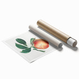 Romantic Art Prints: Apple Illustration from Pomona Italiana