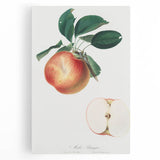 Romantic Art Prints: Apple Illustration from Pomona Italiana