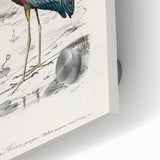 Romantic Art Prints: Purple Heron by Charles Dessalines d'Orbigny