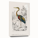 Romantic Art Prints: Purple Heron by Charles Dessalines d'Orbigny