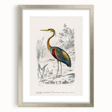 Romantic Art Prints: Purple Heron by Charles Dessalines d'Orbigny