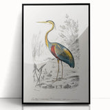 Romantic Art Prints: Purple Heron by Charles Dessalines d'Orbigny