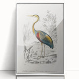 Romantic Art Prints: Purple Heron by Charles Dessalines d'Orbigny