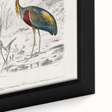 Romantic Art Prints: Purple Heron by Charles Dessalines d'Orbigny