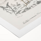 Romantic Art Prints: Purple Heron by Charles Dessalines d'Orbigny