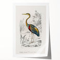 Romantic Art Prints: Purple Heron by Charles Dessalines d'Orbigny