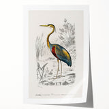 Romantic Art Prints: Purple Heron by Charles Dessalines d'Orbigny