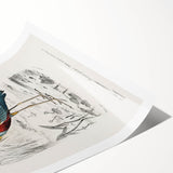 Romantic Art Prints: Purple Heron by Charles Dessalines d'Orbigny