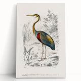 Romantic Art Prints: Purple Heron by Charles Dessalines d'Orbigny