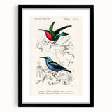 Romantic Art Prints: Vibrant Hummingbirds by Charles Dessalines d'Orbigny