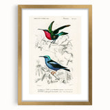Romantic Art Prints: Vibrant Hummingbirds by Charles Dessalines d'Orbigny