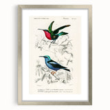 Romantic Art Prints: Vibrant Hummingbirds by Charles Dessalines d'Orbigny