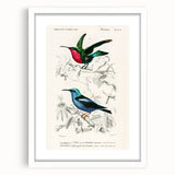Romantic Art Prints: Vibrant Hummingbirds by Charles Dessalines d'Orbigny