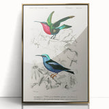 Romantic Art Prints: Vibrant Hummingbirds by Charles Dessalines d'Orbigny