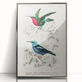 Romantic Art Prints: Vibrant Hummingbirds by Charles Dessalines d'Orbigny
