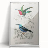 Romantic Art Prints: Vibrant Hummingbirds by Charles Dessalines d'Orbigny