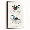 Romantic Art Prints: Vibrant Hummingbirds by Charles Dessalines d'Orbigny