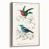 Romantic Art Prints: Vibrant Hummingbirds by Charles Dessalines d'Orbigny