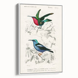 Romantic Art Prints: Vibrant Hummingbirds by Charles Dessalines d'Orbigny