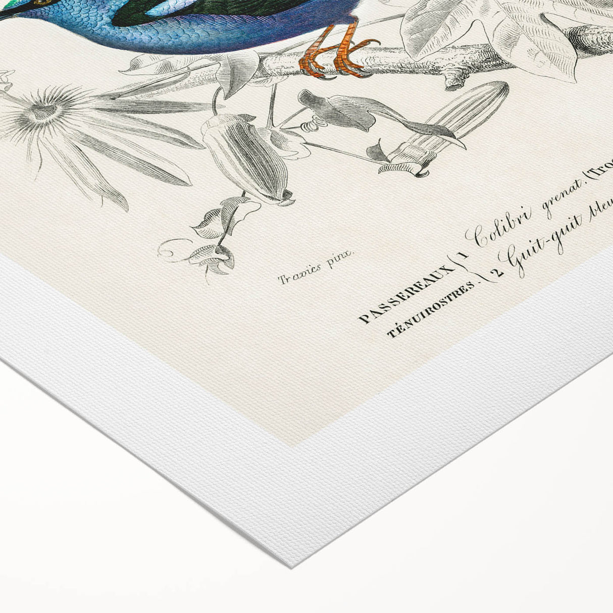 Romantic Art Prints: Vibrant Hummingbirds by Charles Dessalines d'Orbigny