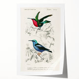 Romantic Art Prints: Vibrant Hummingbirds by Charles Dessalines d'Orbigny