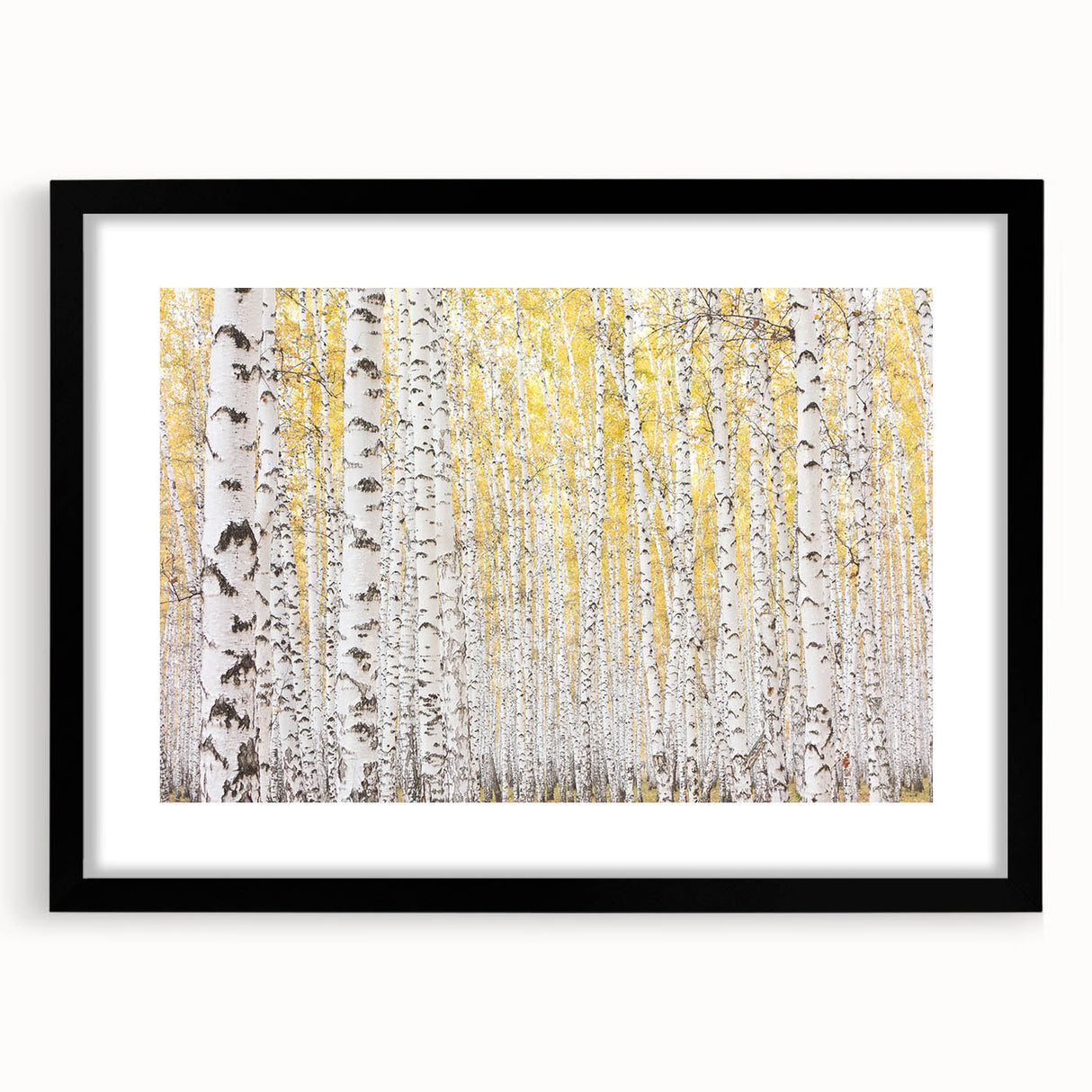 Serene Birch Forest Wall Art – Nature Canvas for Living Room