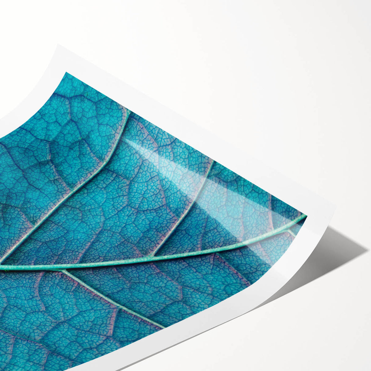 Extra large wall art featuring close-up line art of leaves in black and white, printed on rolled canvas.