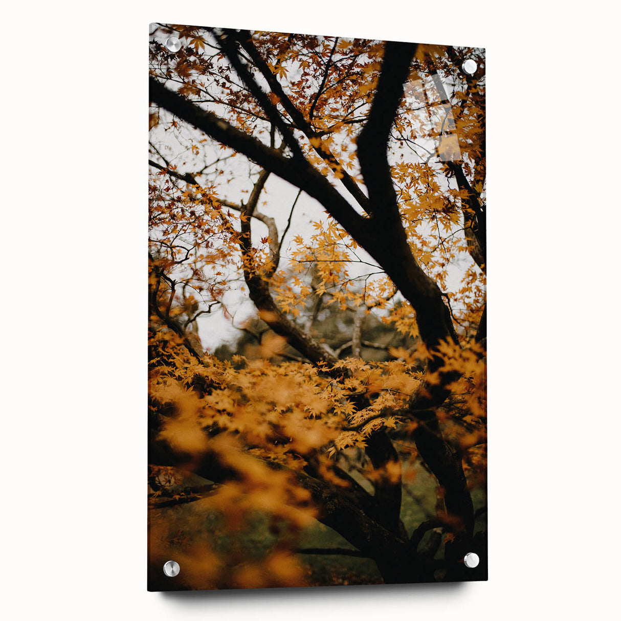 Large abstract wall art depicting fall seasons in muted orange and brown tones on acrylic glass, ideal for dining room decor.