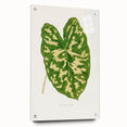 Caladium Pictum Leaf - Romanticism Botanical Canvas Wall Art