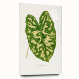 Caladium Pictum Leaf - Romanticism Botanical Canvas Wall Art