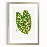 Caladium Pictum Leaf - Romanticism Botanical Canvas Wall Art