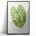 Caladium Pictum Leaf - Romanticism Botanical Canvas Wall Art