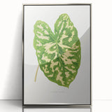 Caladium Pictum Leaf - Romanticism Botanical Canvas Wall Art