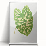 Caladium Pictum Leaf - Romanticism Botanical Canvas Wall Art
