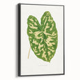 Caladium Pictum Leaf - Romanticism Botanical Canvas Wall Art