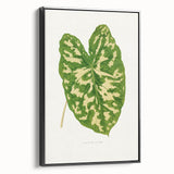 Caladium Pictum Leaf - Romanticism Botanical Canvas Wall Art