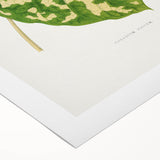 Caladium Pictum Leaf - Romanticism Botanical Canvas Wall Art