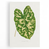 Caladium Pictum Leaf - Romanticism Botanical Canvas Wall Art