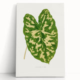 Caladium Pictum Leaf - Romanticism Botanical Canvas Wall Art