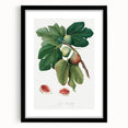 Common Fig Botanical Art - Romanticism Print by Giorgio Gallesio