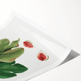 Common Fig Botanical Art - Romanticism Print by Giorgio Gallesio