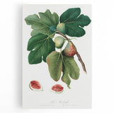 Common Fig Botanical Art - Romanticism Print by Giorgio Gallesio