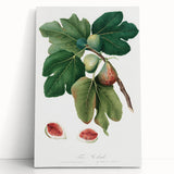 Common Fig Botanical Art - Romanticism Print by Giorgio Gallesio