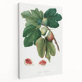 Common Fig Botanical Art - Romanticism Print by Giorgio Gallesio