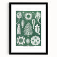 Vintage Scientific Wall Art - Detailed Marine Life Illustration in Green