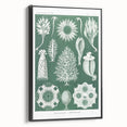 Vintage Scientific Wall Art - Detailed Marine Life Illustration in Green